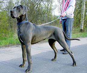 RIVA - look titles & pedigree