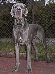 URCO - 18 months - look titles & pedigree