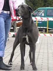 SELENA - 4 years - look titles & pedigree