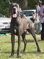 TRISTAN JUNIOR - 2 years - look titles & pedigree