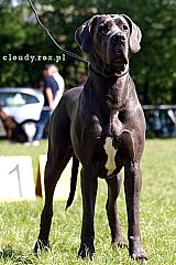 UDINA -  3 years - look titles & pedigree