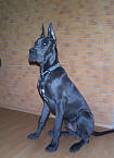 PAKO - 6 months